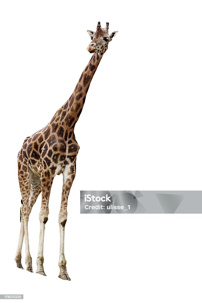 giraffe - Lizenzfrei Bildkomposition und Technik Stock-Foto