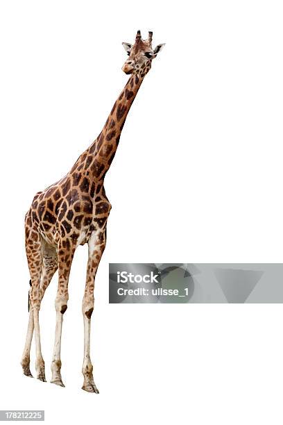 Giraffe Stockfoto und mehr Bilder von Bildkomposition und Technik - Bildkomposition und Technik, Blick nach unten, Braun