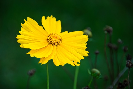 Coreopsis Flower in a Garden on an overcast day