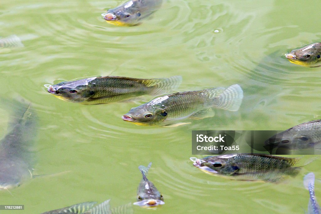 Tilapia Fish in farm Black Tilapia Fish in farm Agriculture Stock Photo