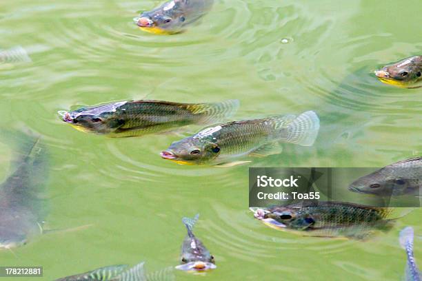Tilapia Fish In Farm Stock Photo - Download Image Now - Agriculture, Animal, Aquaculture