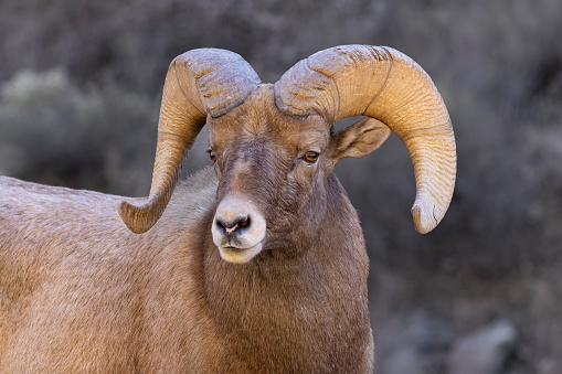 Bighorn Rams in Rut Season