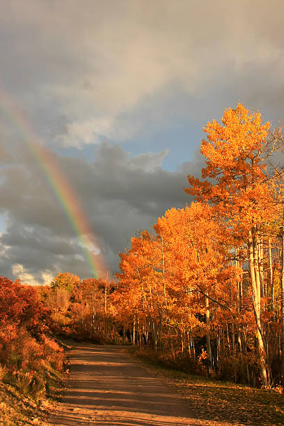 arcobaleno su alberi di aspen, colorado - uncompahgre national forest foto e immagini stock