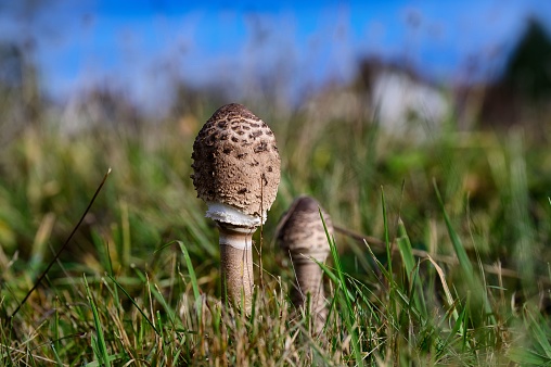 Two mushrooms growing in close proximity to one another in a grassy field surrounded by trees