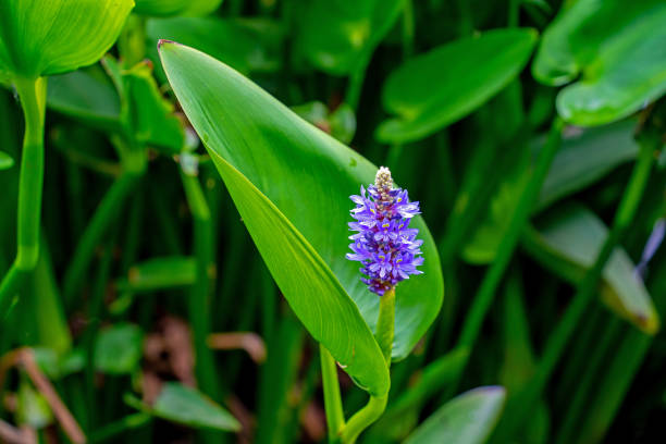 primer plano de la flor y las hojas de la hierba de pepinillo (pontederia cordata) - mentha aquatica fotografías e imágenes de stock