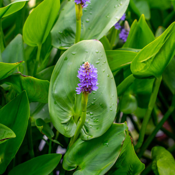 nahaufnahme der blüten und blätter des pickerelweed (pontederia cordata) - mentha aquatica stock-fotos und bilder