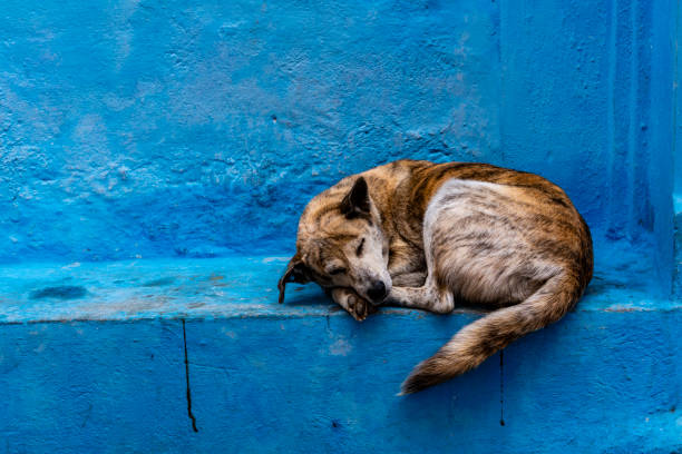 Chefchaouen, or Chaouen, is a city in the Rif Mountains of northwest Morocco.  It’s known for the striking, blue-washed buildings of its old town. A stray dog sleeping against the brightly colored blue wall.