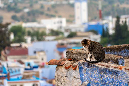 Chefchaouen, or Chaouen, is a city in the Rif Mountains of northwest Morocco.  It’s known for the striking, blue-washed buildings of its old town. The city has many cats that are accepted by the people because they control the mice population
