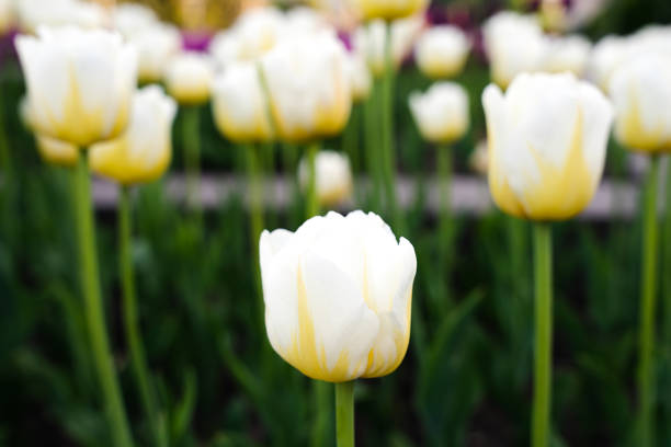 Beautiful white tulips in the park. Spring composition. Selective focus.