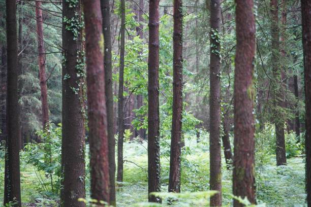 istock French Forest Autumn Summer Colors 1782153922