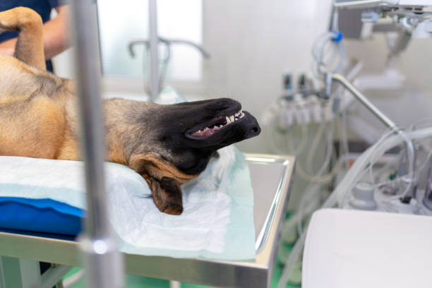 istock German shepherd under anesthesia lie on operating table in operating room. Dog is waiting for surgery. 1782154125