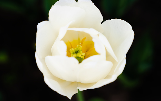 Close-up of the white tulip on a dark background. Natural background. Selective focus.