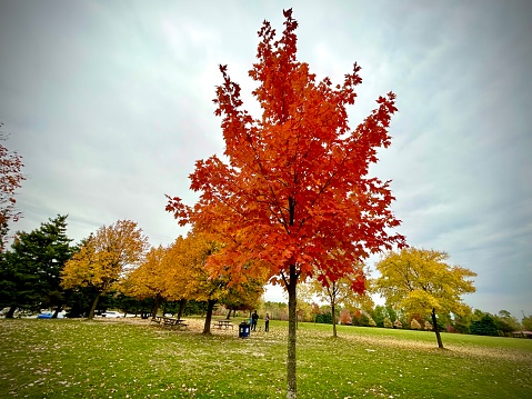 A bright red Maple tree with a maple leave configuration