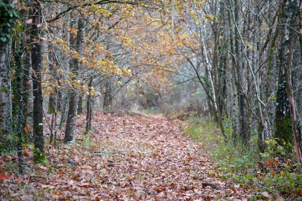 istock French Forest Autumn Summer Colors 1782163647