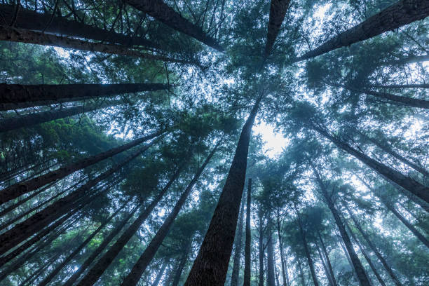 레드우드 국립공원과 북부 캘리포니아의 주립공원에 있는 안개 낀 숲에 있는 나무의 줄기 패턴. - forest spooky sequoia woods 뉴스 사진 이미지