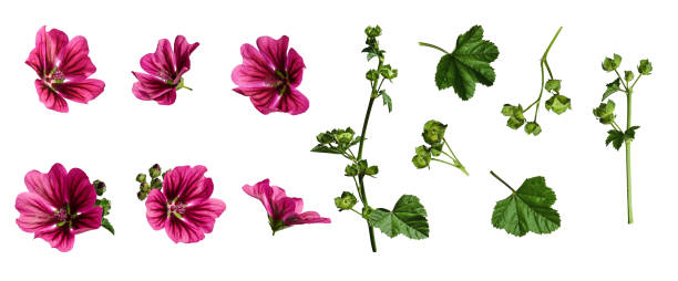 istock Set with flowers, stem and buds of Common mallow (Malva Sylvestris). 1782167679