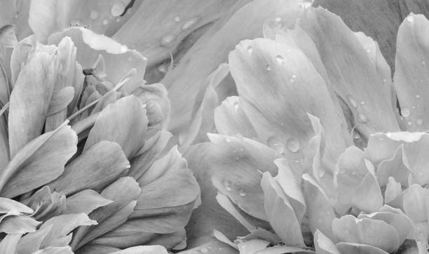 istock Floral spring background. Petals  peonies. Close-up. Nature. 1782171183