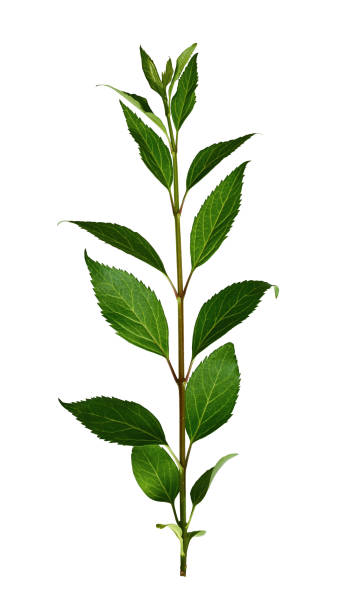 istock Fresh branch with green leaves isolated on white background. 1782176588