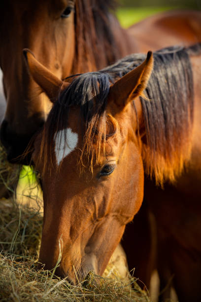 istock Horses enjoying life 1782181778