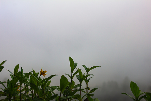Foggy view with plants in foreground along the Genting Highlands, Malaysia