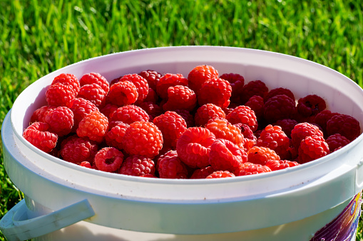 A bucket full of very healthy raspberries.