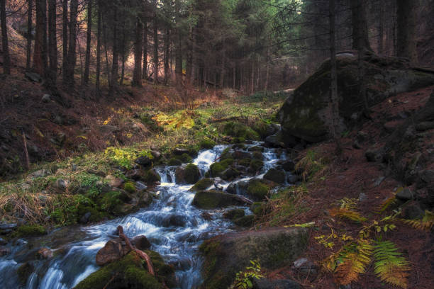 A small mountain stream flows in autumn forest under a spruce tree