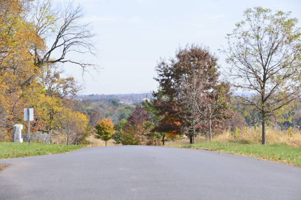 Single Lane Road Surrounded By Trees Leading Downhill