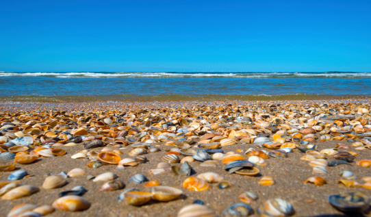 Shells on a beach along the sea in summer