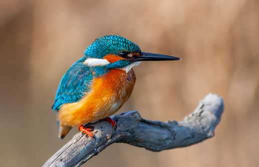 male kingfisher on the white background