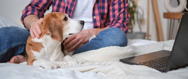 istock Work-from-home essentials concept. Laptop, comfy bed, and a loyal beagle. Setting up a cozy home office space 1782201578