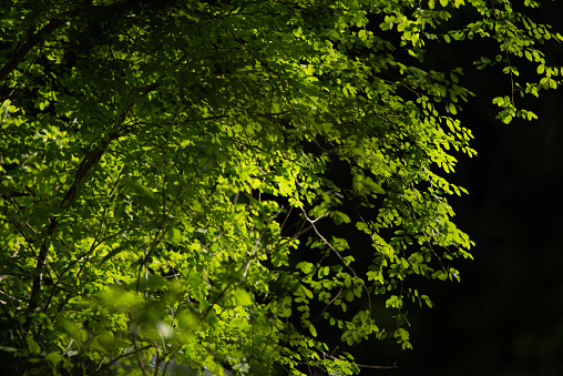 Tree leaves under the sun shade in a forest