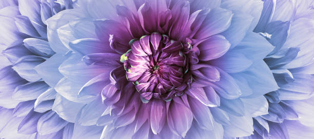 istock Dahlia    flower.   Floral  background.    Nature 1782203018