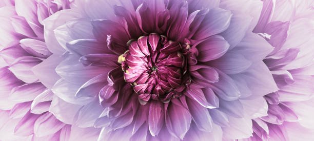 istock Dahlia   flower. Floral  background.    Nature. 1782203032