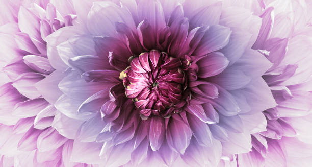 Dahlia    flower. Floral  background.    Nature.
