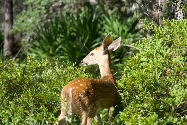 istock Close up one fawn in bushes 1782209067