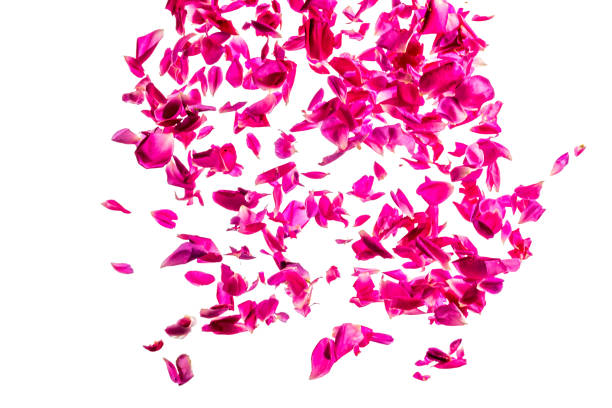 istock Deep pink rose petals falling from the top 1782209693