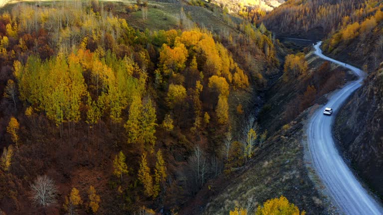 Overhead aerial view of country road in sunny autumn forest. White off-road vehicle driving among autumn-colored trees.