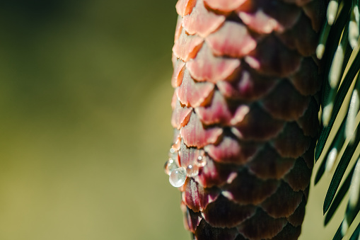 A pinecone drips clear sap.