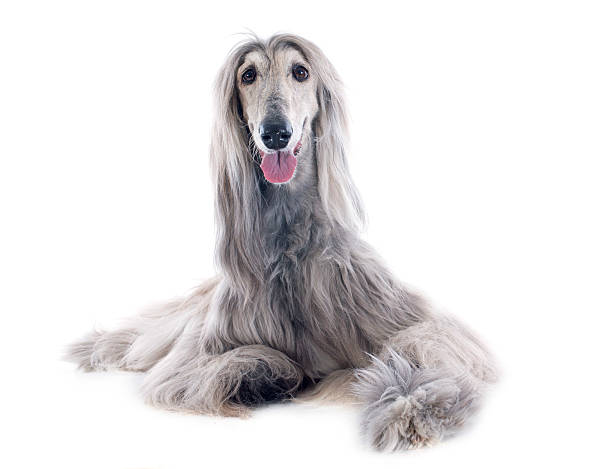 afghan dog afghan hound in front of white background afghan hound stock pictures, royalty-free photos & images
