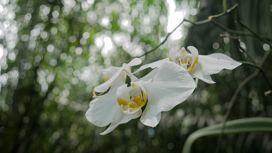 Image of Moth Orchid or White Orchid. selective focus, blur background. Taken at Lembah Tumpang, Malang, East Java, Indonesia. February 18, 2023
