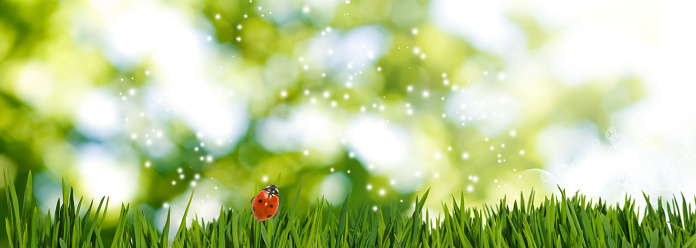 Image of Ladybug on grass on green blurred abstract background