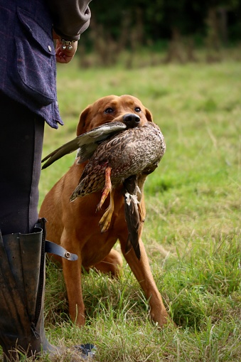 Gundog sat at feet of handler after retrieving a duck on a driven English shoot