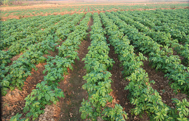 istock Rows of recently sprouted potatoes growing in a field 178223563