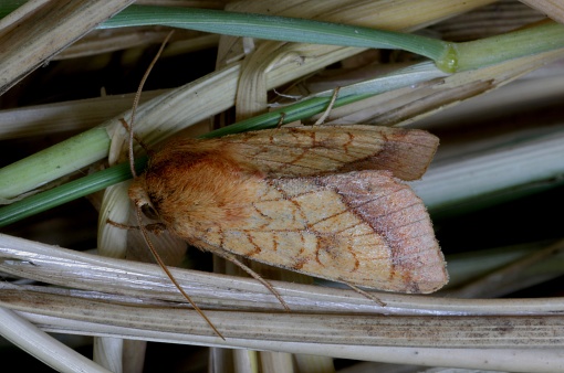 Bordered Sallow moth (Pyrrhia umbra)  resting on grass

Eccles-on-sea, Norfolk, UK.              July