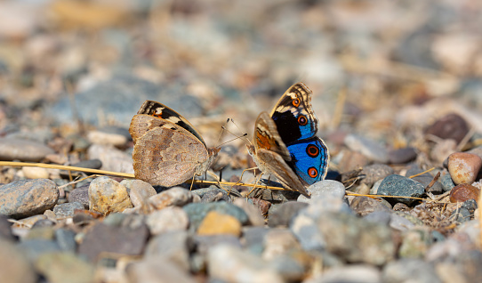 blue pansy butterfly nature macro Junonia orithya