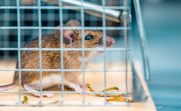 istock House Mouse Inside the Metal Made Cage 1782254385