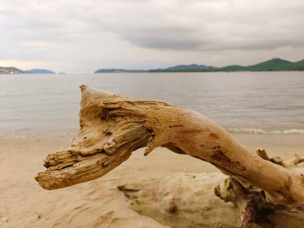 istock Selective focus of a dead tree branch at the beach 1782255999