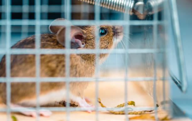 istock Rodents Fighting Theme. House Mouse Trapped Inside Mousetrap 1782259647