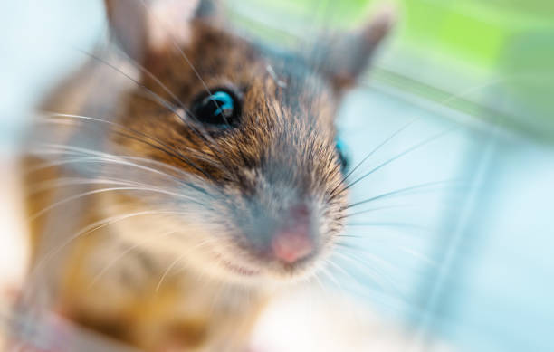 istock A House Mouse Close Up. Rodent and Pest Control Theme. 1782262423