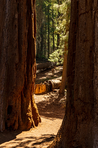 massive and towering sequoia trees in Sequoia and Kings Canyon National park in California.